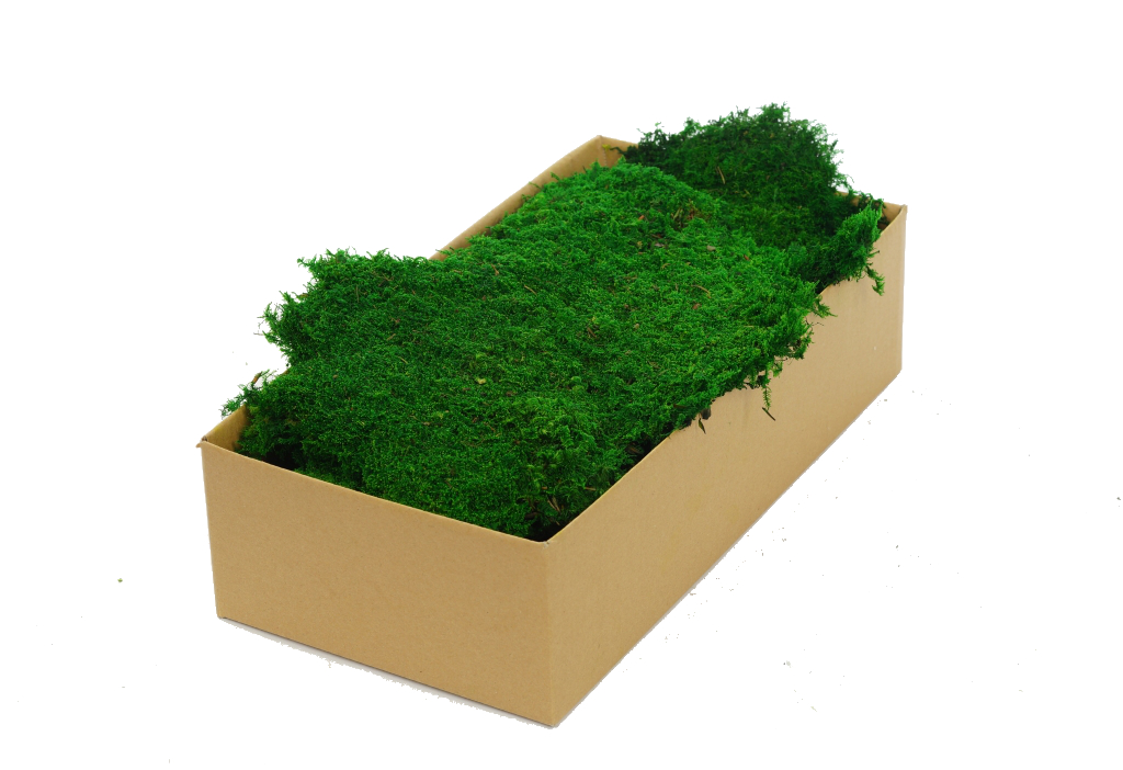 Premium Preserved Alpine Flat Moss Medium Green 100g Box